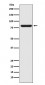 Anti-STAT5a Rabbit Monoclonal Antibody